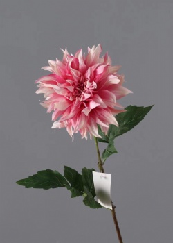 dahlia