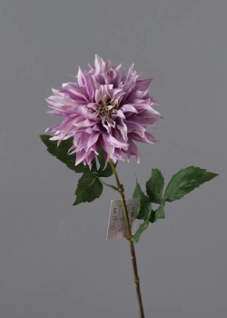 dahlia