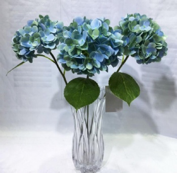 Hydrangea