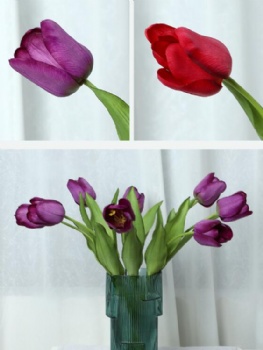 Tulip