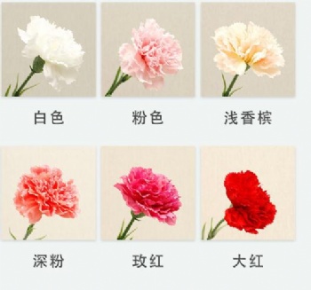 Carnations