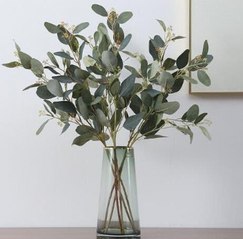 Eucalyptus