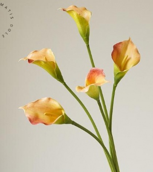 Calla lily