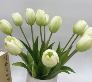 Tulip