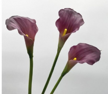 Calla lily