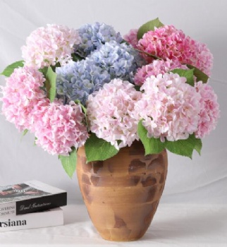 Hydrangea