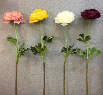 Ranunculus