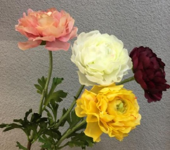 Ranunculus