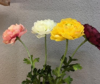 Ranunculus