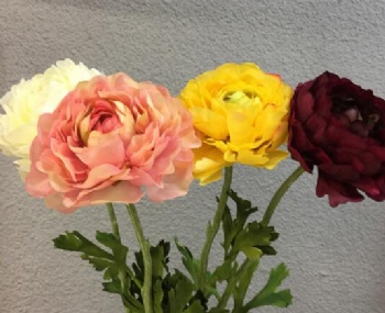 Ranunculus