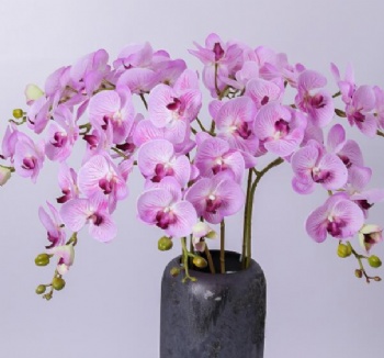 Orchids