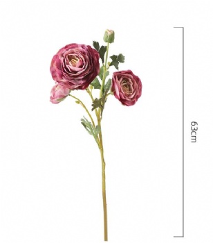 Ranunculus