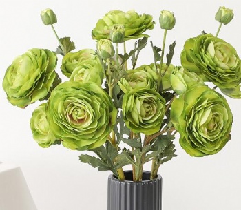 Ranunculus