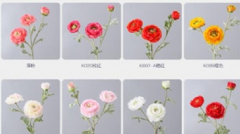 Ranunculus