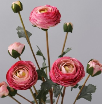 Ranunculus