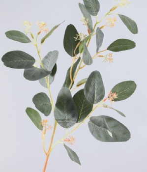 Eucalyptus