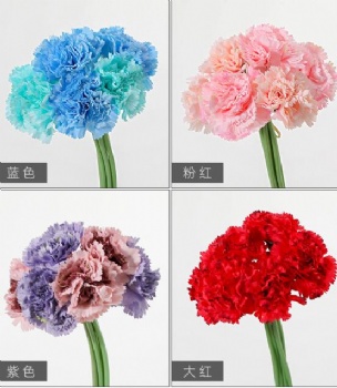 Carnations