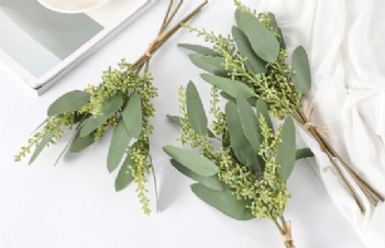 Eucalyptus