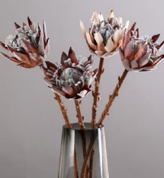 Proteas