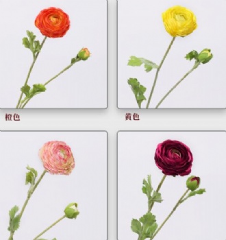 Ranunculus