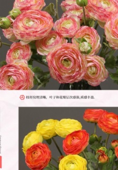 Ranunculus