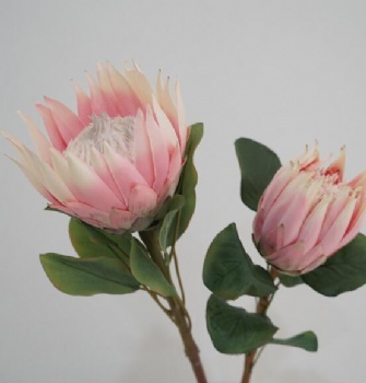 Proteas