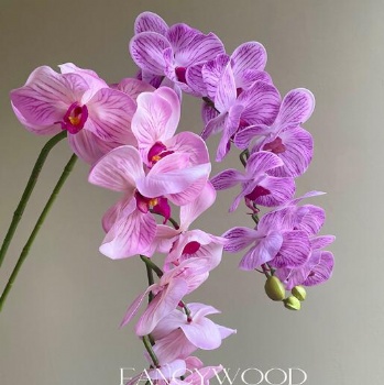 Orchids