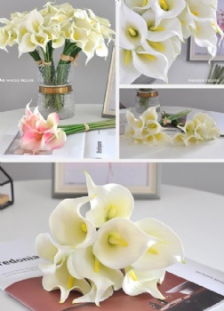 Calla lily